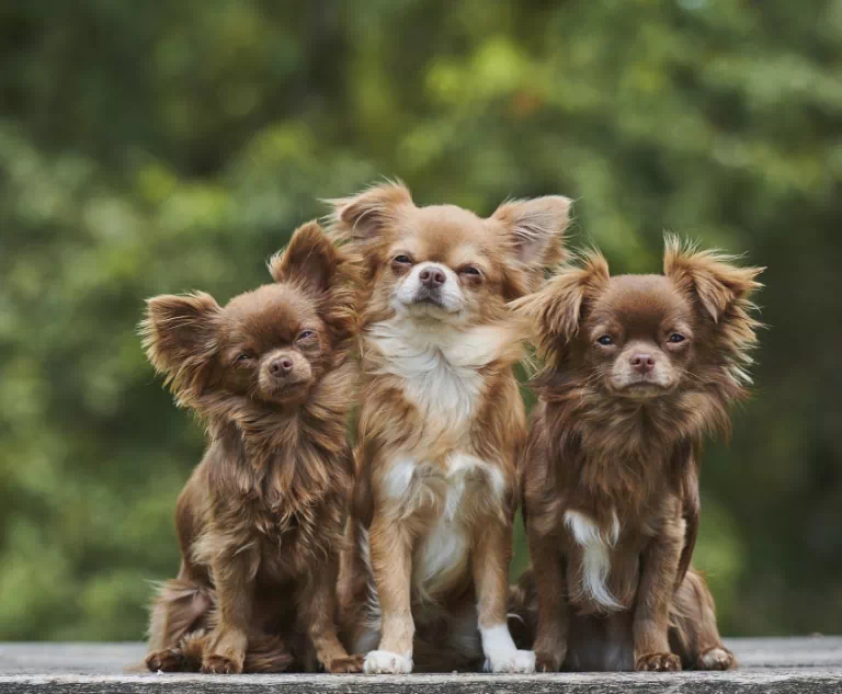 trzy brązowe psy